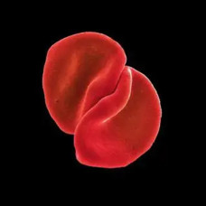 Peter Gabriel – Scratch My Back (2cd) (2010) (CD Audio) Peter Gabriel – Scratch My Back (2cd) (2010) (CD Audio)