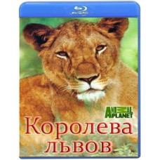 Королева львов (1-6 серии из 6) [Blu-ray]