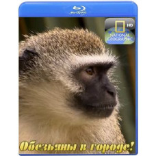 Обезьяны в городе! (5 серий) [Blu-ray]
