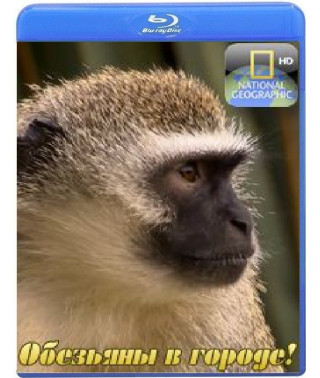 Monkeys in the city! (5 episodes) [Blu-ray]
