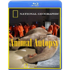 Anatomy of the Largest Animals (4 episodes) [Blu-ray]