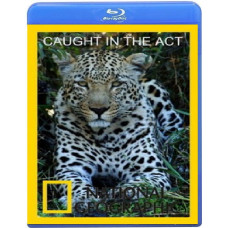 В объективе: необычное поведение животных (18 серий) [2 Blu-ray]