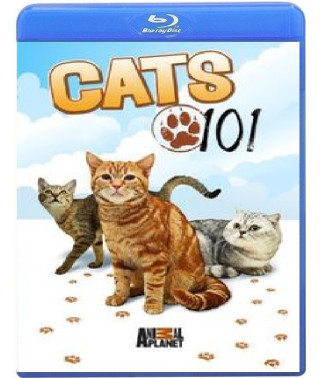 Введение в котоводство (1-3 сезон) [Blu-ray]