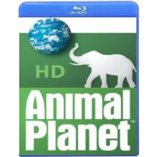 Animal Kingdom (6 episodes) [Blu-ray]
