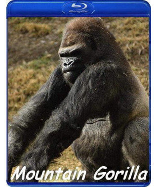 BBC: Гірська горила [Blu-Ray]