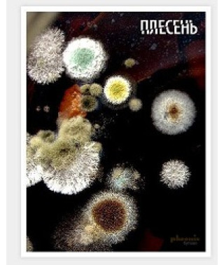 Плесень [DVD]